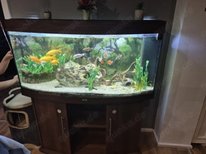 Panorama Aquarium zu verkaufen  Bild 6