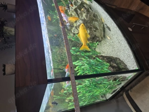 Panorama Aquarium zu verkaufen  Bild 4