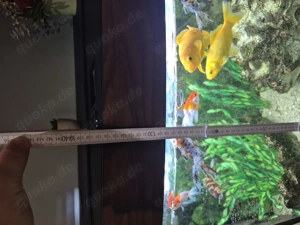 Panorama Aquarium zu verkaufen  Bild 5
