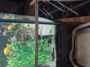 Panorama Aquarium zu verkaufen  Bild 3