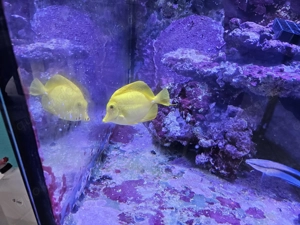 Fische suchen Zuhause