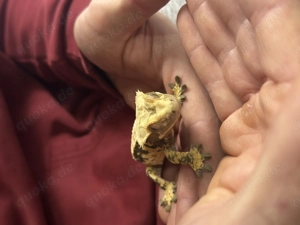 Kronengecko Weibchen 