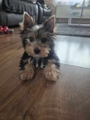 yorkshire terrier Welpen zum verkauf