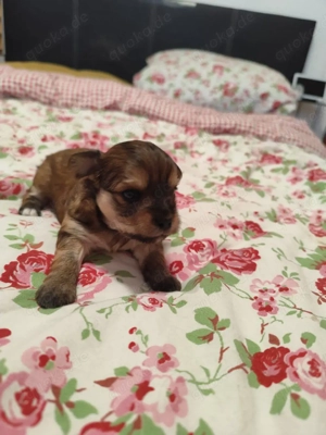 Yorkie Tibet-spaniel mix Welpen