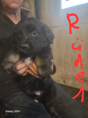 Zucker süße Welpen abzugeben Mischling 