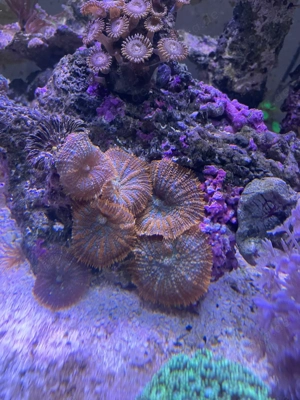 Rhodactis Scheibenanemone 