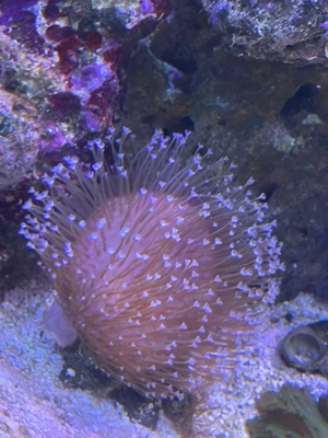 Sarcophyton Pilzlederkoralle