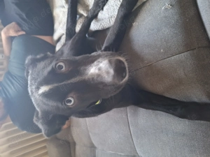 Mischling husky labrador 