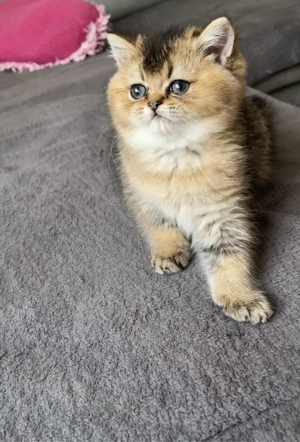 süße Katze sucht zuhause