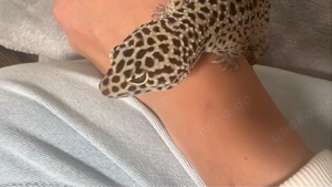 leopardgecko 5 jahre alt sehr gesund 
