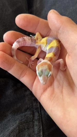 leopardgecko 1 jahr alt sehr gesund  Bild 3