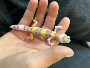 leopardgecko 1 jahr alt sehr gesund  Bild 2