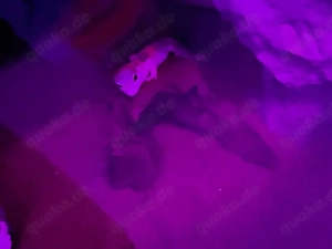 leopardgecko 1 jahr alt sehr gesund 