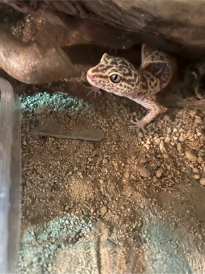 verkaufe meinen leopardgecko 3 jahre alt gesund 