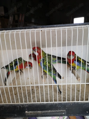 Rosallasittiche zu verkaufen