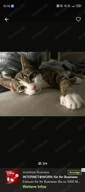 Kater sucht neues Zuhause 10 Monate jung 