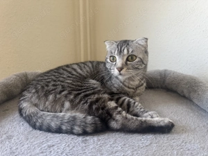 3 Schwestern suchen ein neues Zuhause  Bild 3