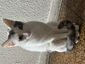 3 Schwestern suchen ein neues Zuhause  Bild 2