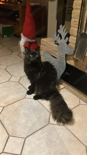 Maine Coon Mix Kater Dringend