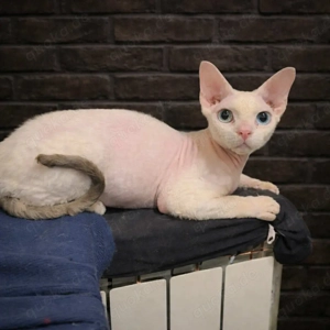 Devon-Rex Kater Odd-Eyed 