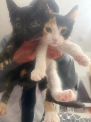 2 Kätzchen mit Impfpass 