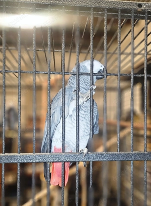 Graupapagei-Pärchen zu verkaufen