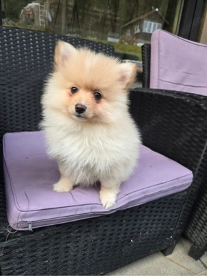 Pomeranian Zwergspitz Welpe 