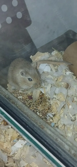 Rennmaus 2er Gruppen 