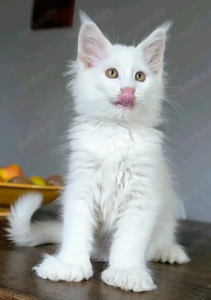 Wunderschöne Maine-Coon-Kätzchen zu verkaufen   bereit für ein neues Zuhause!   