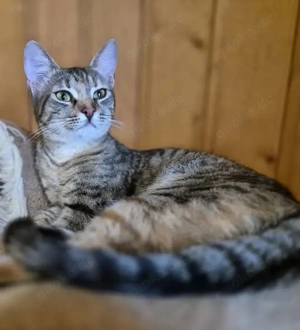 Junge Kätzin 117069 sucht ihren Dosenöffner Bild 2