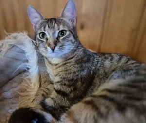 Junge Kätzin 117069 sucht ihren Dosenöffner Bild 3