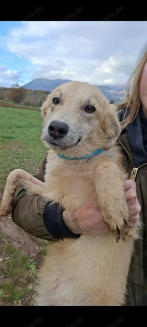 Berti- kleiner Schatz sucht eine Pflegestelle oder Für-immer-Zuhause