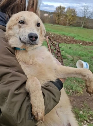 Berti- kleiner Schatz sucht eine Pflegestelle oder Für-immer-Zuhause Bild 2