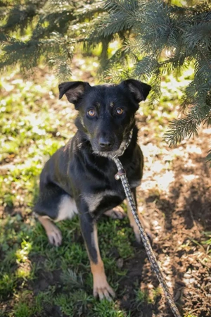 *GRACE* Die sanfte, zarte Hündin ist noch vorsichtig und unsicher. Sie sucht ein ruhiges Zuhause