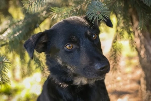 *GRACE* Die sanfte, zarte Hündin ist noch vorsichtig und unsicher. Sie sucht ein ruhiges Zuhause