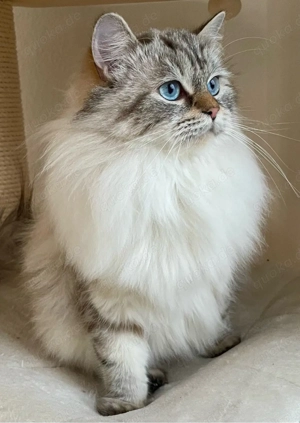 Wurfankündigung, reinrassige Ragdoll Kitten