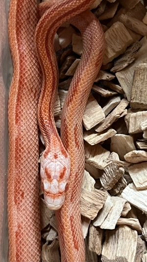 Kornnatter Fire Striped NZ