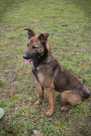 *STELLA* - eine liebe und brave Hündin, die gerne und schnell lernt und Beschäftigung braucht