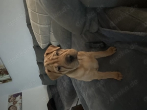 Beagle Shar pei  Mix