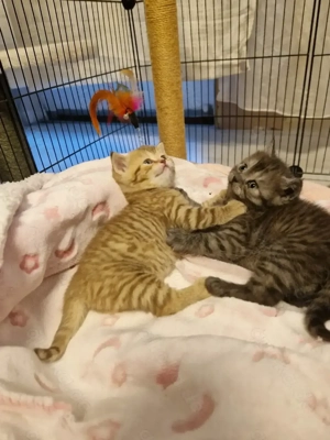 Bkh babys dürfen reserviert werden die letzen 2 noch frei 