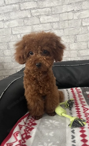 Toypudel Toy Pudel Hündin Junghund 