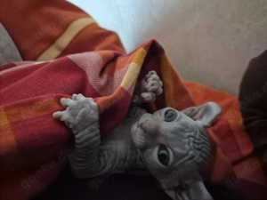 Sphynx-Elf Kätzchen