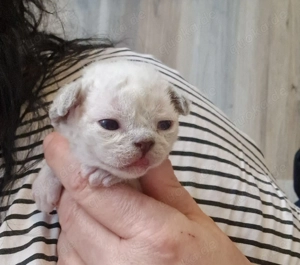 Devon Rex Kitten mit Stammbaum können zu Ende April umziehen 