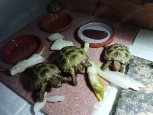 Junge Steppenschildkröten zu verkaufen 