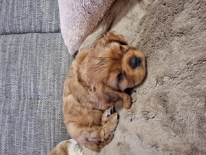  Cavalier King Charles Spaniel   wunderschöne Rüden zur Reservierung