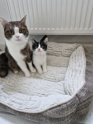 Prinzessin sucht neues zu Hause.