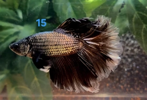 Kampffisch Männchen Betta splendens Halfmoon 