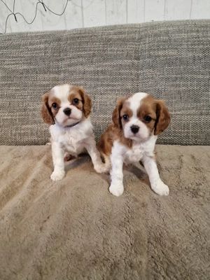   Kleine Prinzessinnen suchen ihre Herzensfamilie  