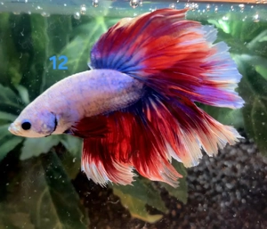 Kampffisch Männchen Betta splendens 