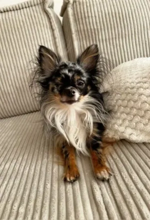 Wunderschöner blauäugiger Merle Langhaar Chihuahua Deckrüde Marlo mit Erfahrung